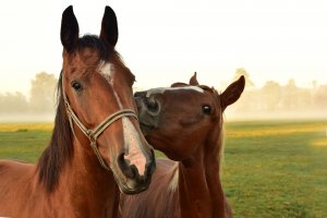 identification horse individual genetic parentage genotyping testing